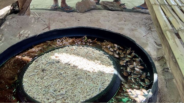 Photo Courtesy: Joey Venancio