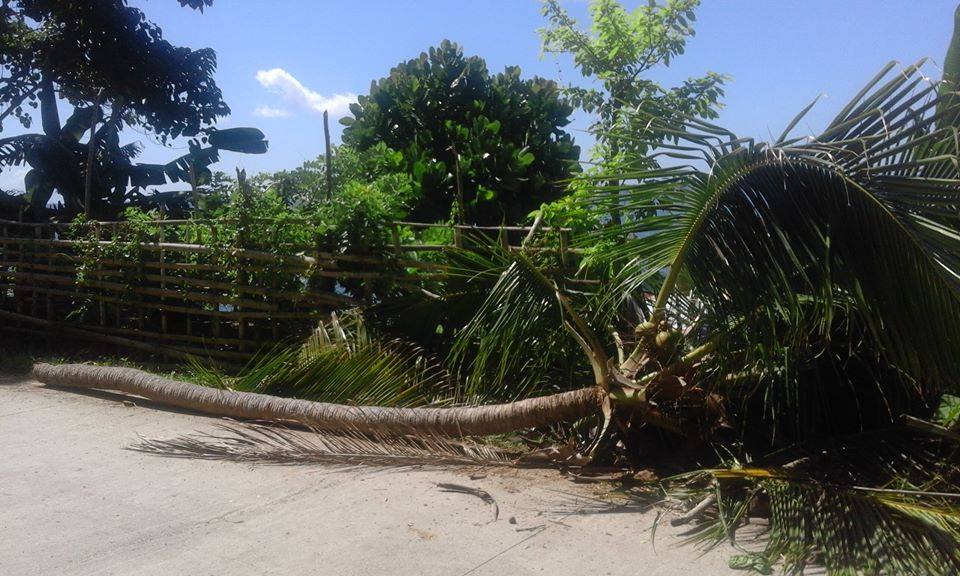 PUNONG KAHOY NA TUMUMBA SA ISA SA MGA LINYA NG KURYENTE