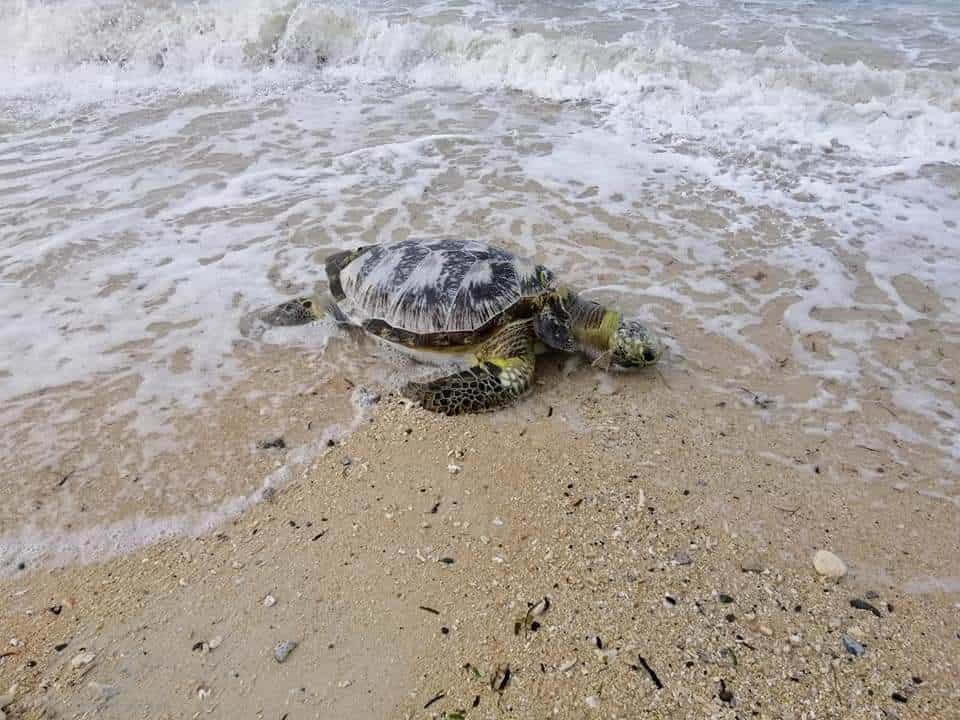 Photo Courtesy: Julius Falejo