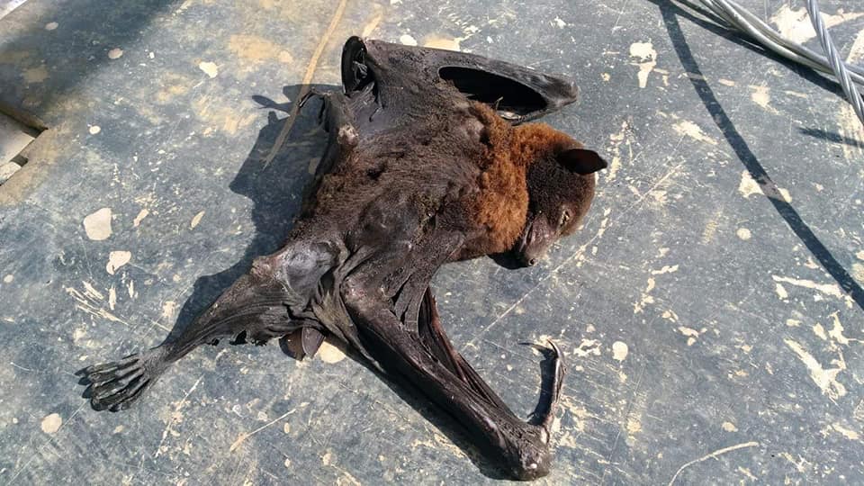 Photo Courtesy: Romblon Electric Cooperative Inc. (ROMELCO)