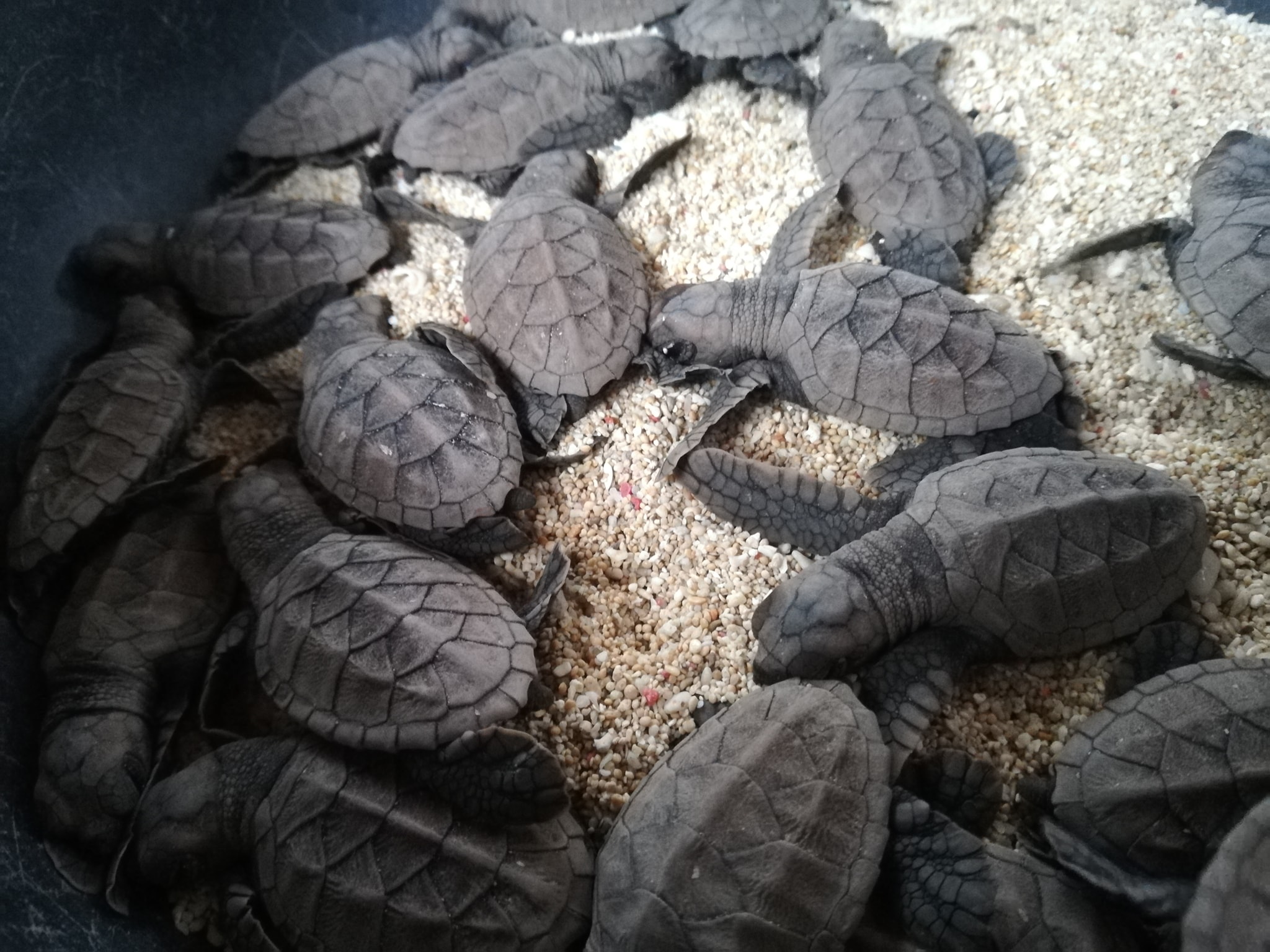 Photo Courtest: DOST-PSTC Romblon