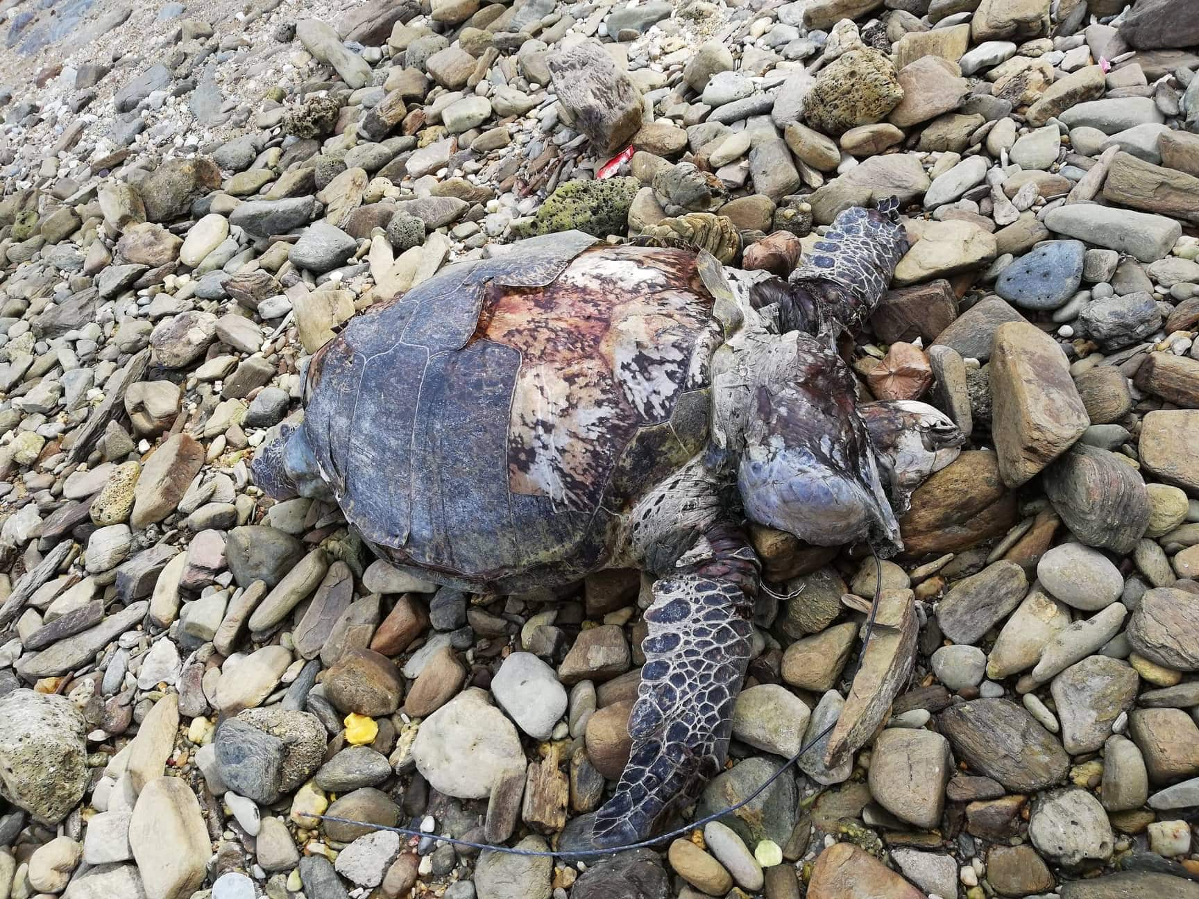 Photo Courtesy: Harold Catajay