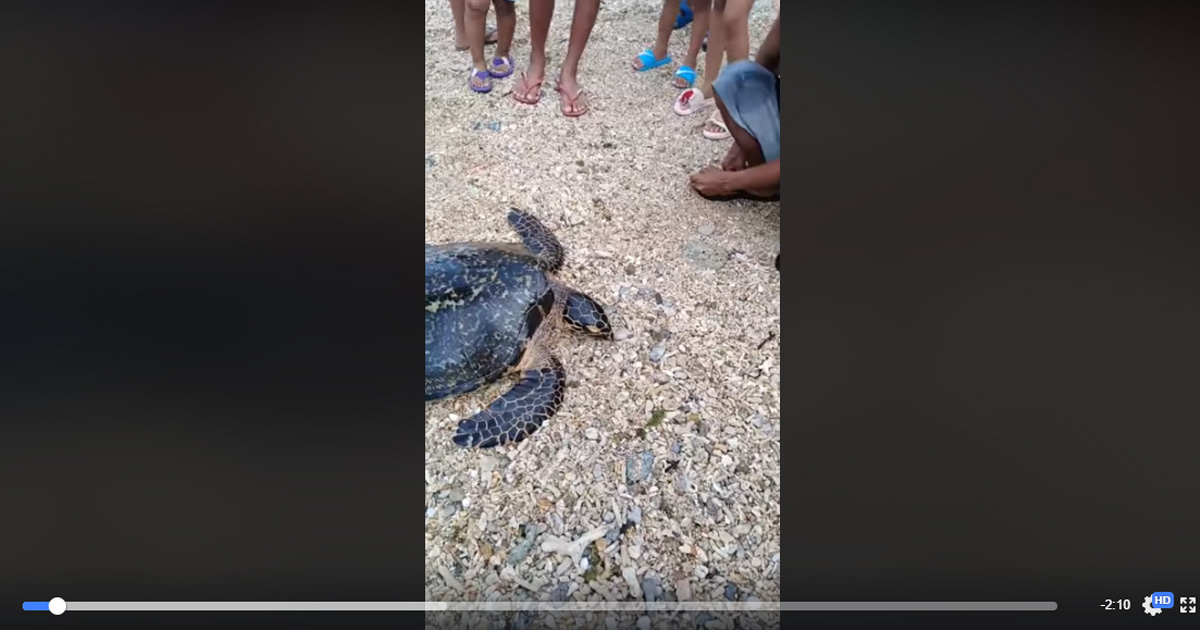 Courtesy: Rose Romblon