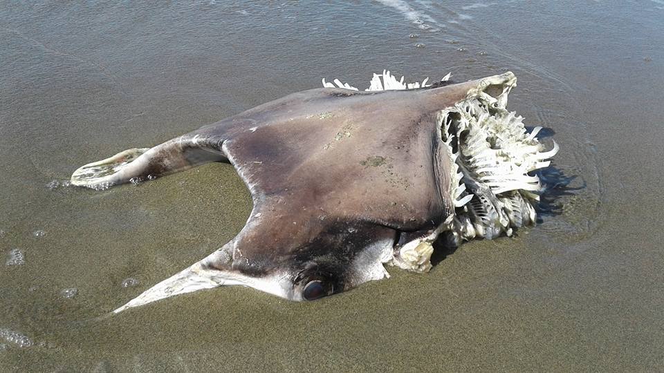 Photo Courtesy of Francine Rubas Foja