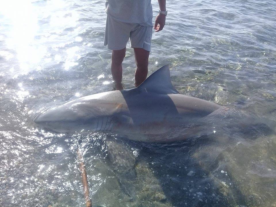 Contributed Photo. Taken August 06, 2017