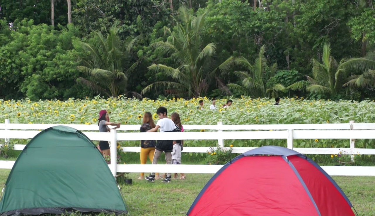 Sunflower Farm in San Andres, Romblon